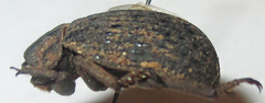 Omorgus squalidus