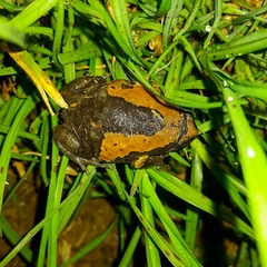 Malabar Dot Frog photo 2