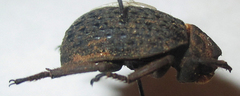 Omorgus squalidus