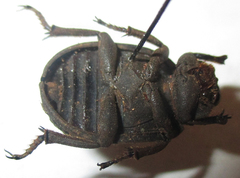 Omorgus squalidus
