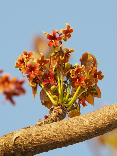 Sterculia foetida