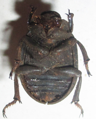 Omorgus squalidus