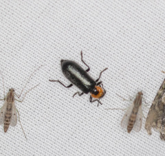 Placopterus thoracicus