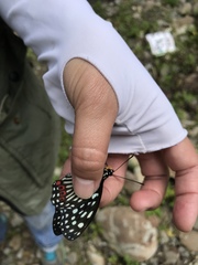 Hestina assimilis formosana