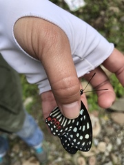 Hestina assimilis formosana