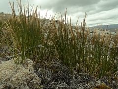 Marsippospermum gracile