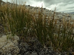 Marsippospermum gracile