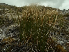 Marsippospermum gracile