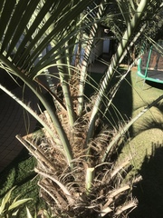 Butia capitata