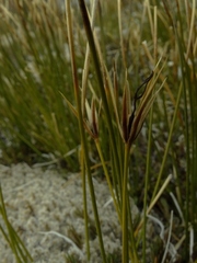 Marsippospermum gracile
