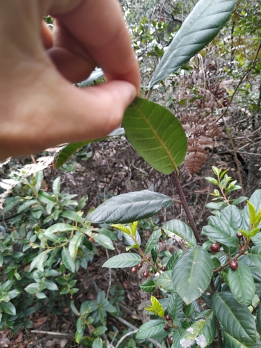 Frangula goudotiana (Frangula goudotiana)