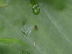 Teleopsis quadriguttata