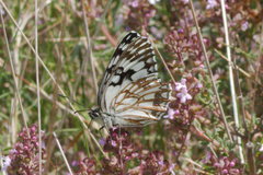 Melanargia occitanica