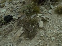 Acaena profundeincisa