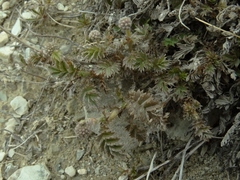 Acaena profundeincisa