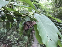Euploea mulciber barsine