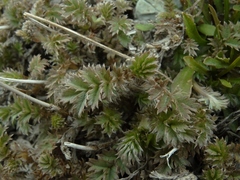 Acaena profundeincisa