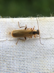 Cantharis decipiens