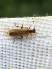 Cantharis decipiens