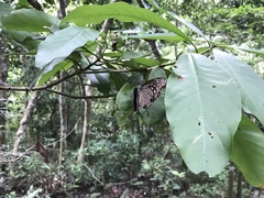Euploea mulciber barsine