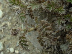 Acaena profundeincisa