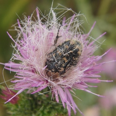 Tropinota squalida