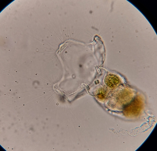 Collotheca campanulata
