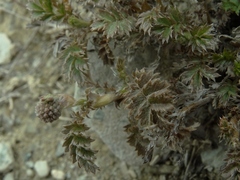 Acaena profundeincisa