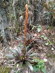 Tillandsia pastensis
