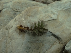 Acaena profundeincisa