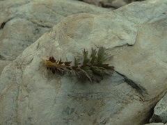 Acaena profundeincisa