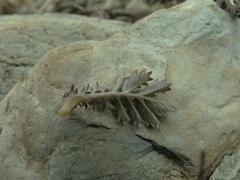 Acaena profundeincisa