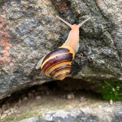 Cepaea nemoralis