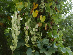 Dioscorea sansibarensis