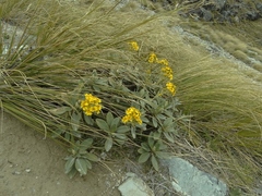 Brachyglottis revoluta