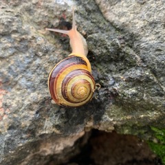 Cepaea nemoralis