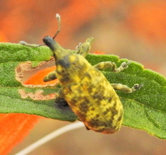 Gasteroclisus