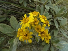 Brachyglottis revoluta