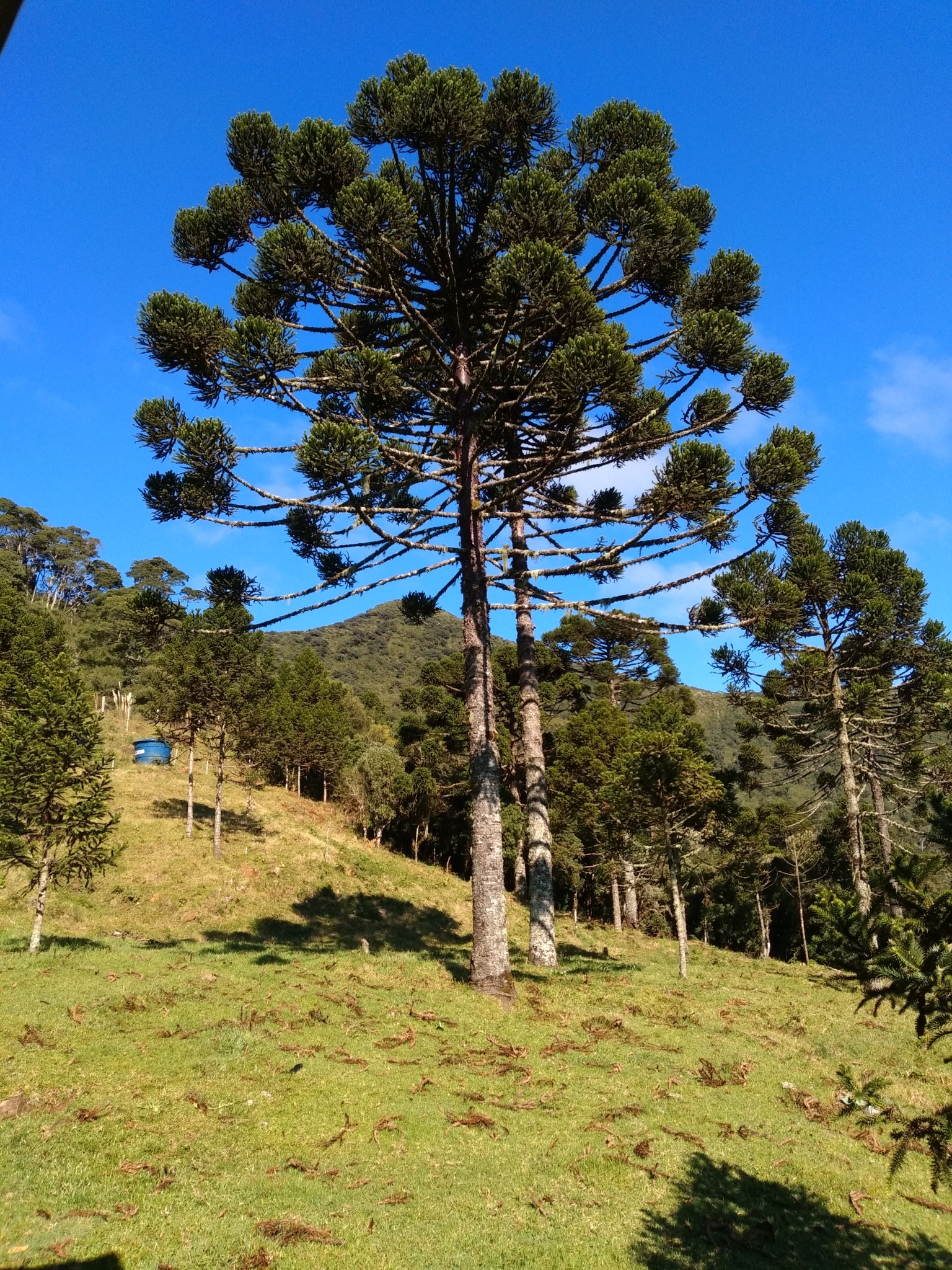 Araucaria angustifolia
