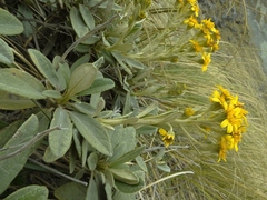 Brachyglottis revoluta