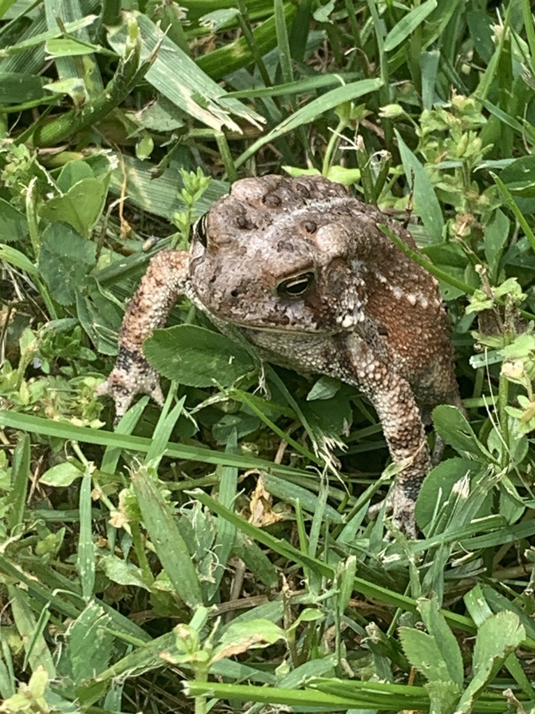 American Toad from Almond Rd, Reidsville, NC, US on May 11, 2024 at 01: ...