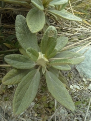 Brachyglottis revoluta