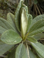 Brachyglottis revoluta