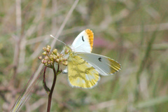 Anthocharis euphenoides