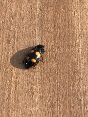 Glischrochilus grandis