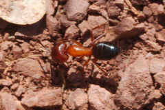 Camponotus sylvaticus
