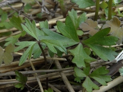 Anemonastrum tenuicaule