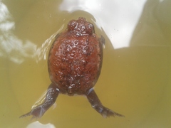 Breviceps mossambicus