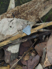 Celastrina lavendularis himilcon