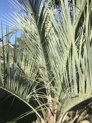 Butia capitata